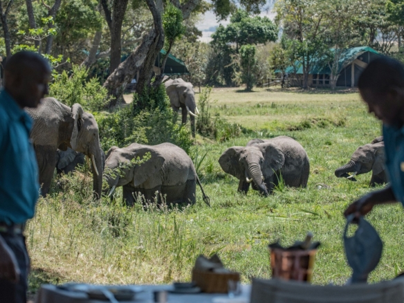 Why Safari Camps Trade Hands: Succession, Scale, and Stewardship