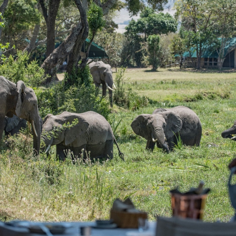 Why Safari Camps Trade Hands: Succession, Scale, and Stewardship