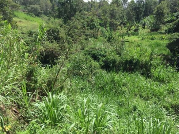 Prime Plot for Sale Along Kiambu Road from KES 50M.