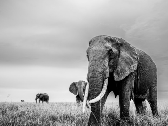 Wildlife landscape near Project Mara Horizon in the Maasai Mara, Kenya