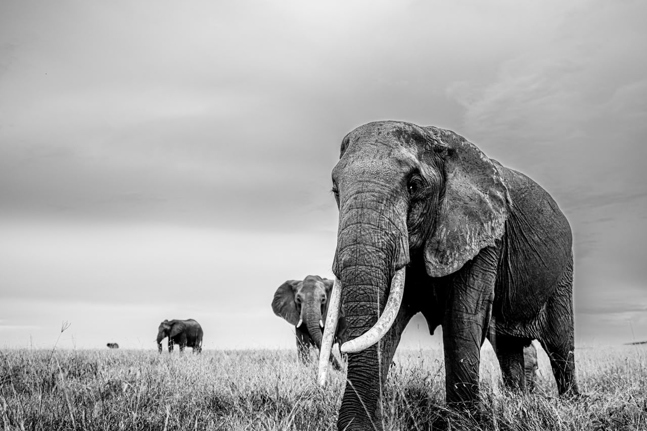 Wildlife landscape near Project Mara Horizon in the Maasai Mara, Kenya