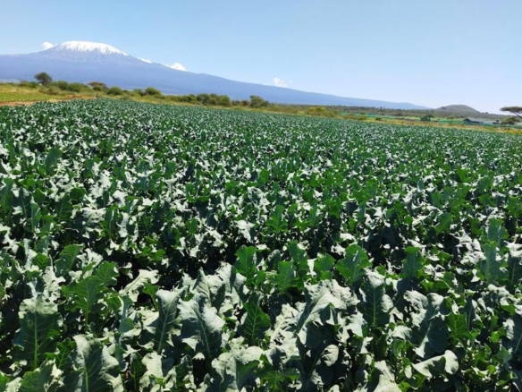 180 acre for sale, Kimana, Amboseli