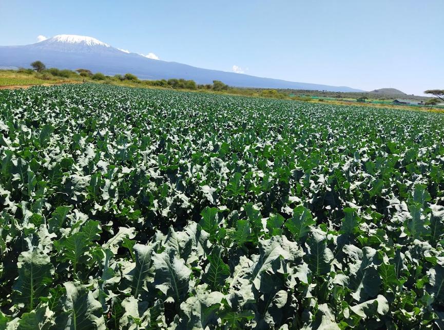 180 acre for sale, Kimana, Amboseli