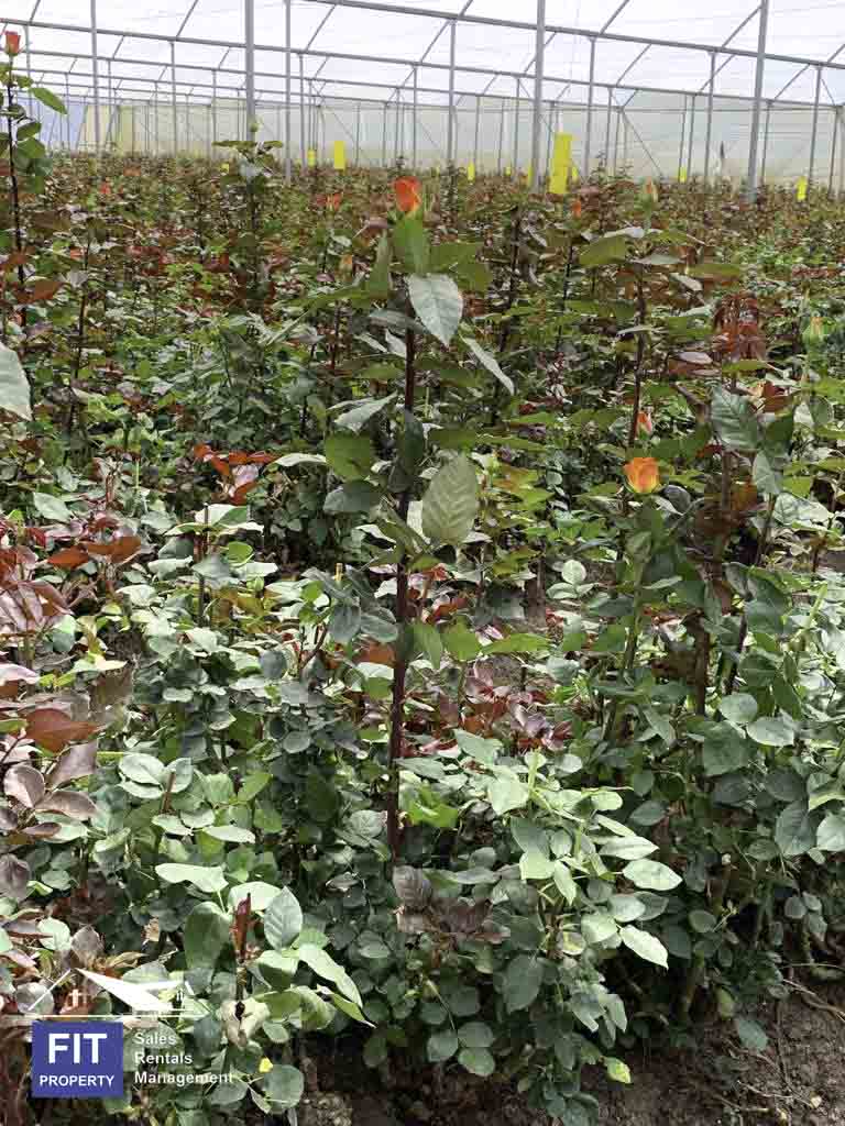 Breathtaking Rose Farm in Ol Kalou, Nyandarua County