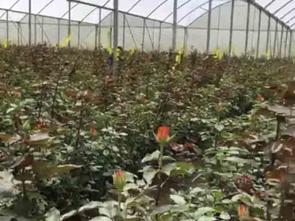 Breathtaking Rose Farm in Ol Kalou, Nyandarua County