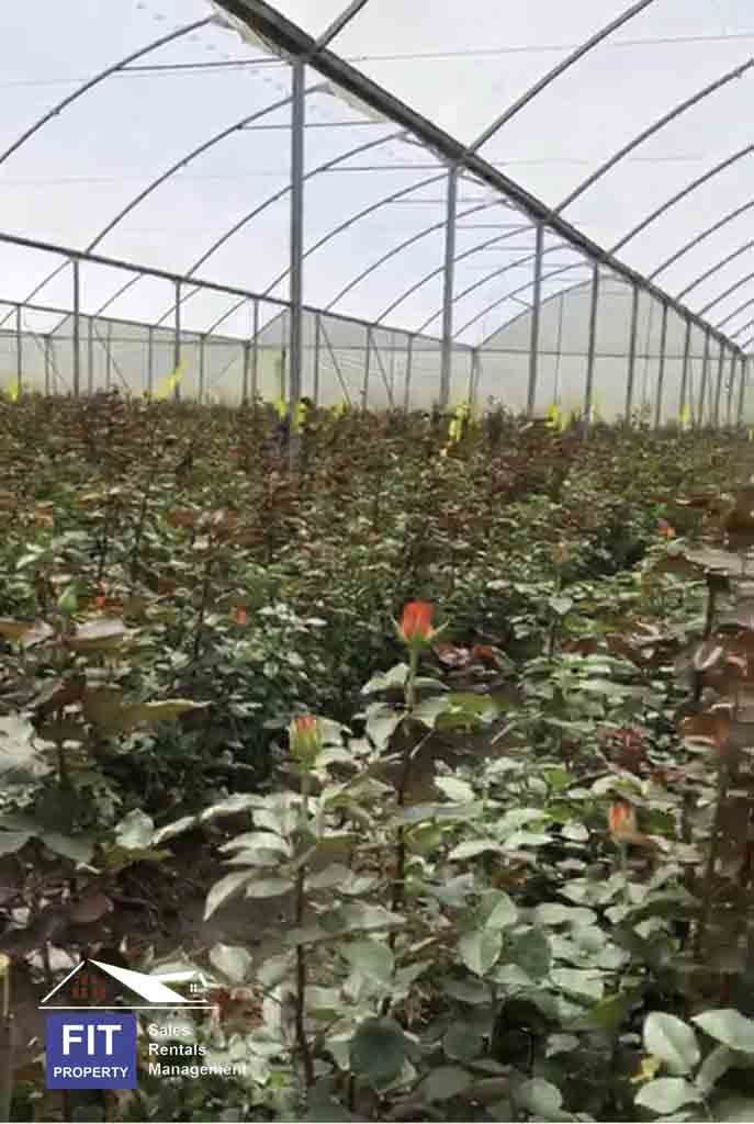 Breathtaking Rose Farm in Ol Kalou, Nyandarua County