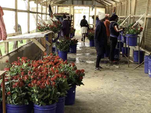 Breathtaking Rose Farm in Ol Kalou, Nyandarua County
