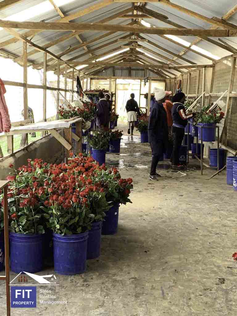 Breathtaking Rose Farm in Ol Kalou, Nyandarua County